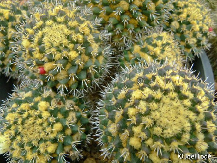 Mammillaria karwinskiana ssp. beiselii f. robusta JLcoll.2546